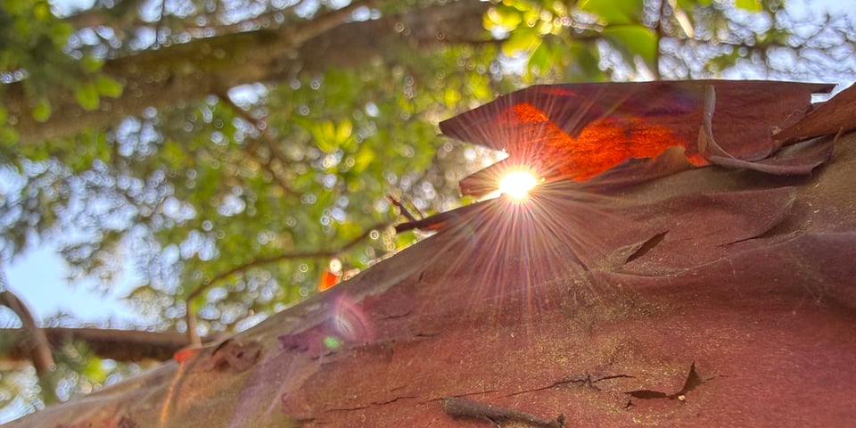 the sun winking through a hole in tree bark