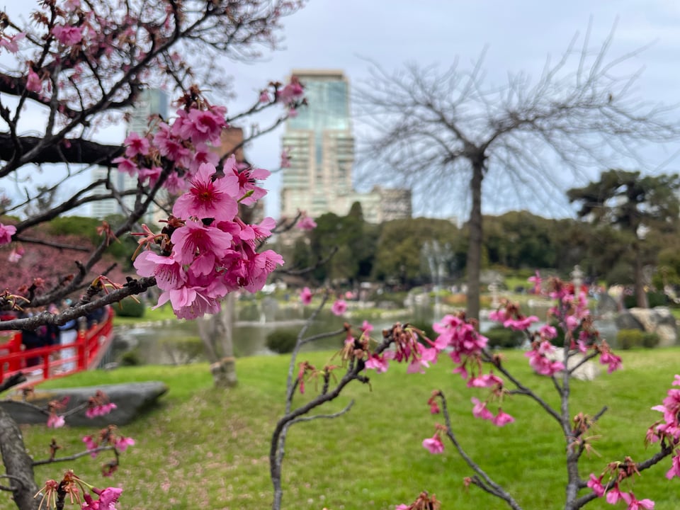 Pink cherry blossoms in the foreground with a view of the lawn and pond out of focus in the background.