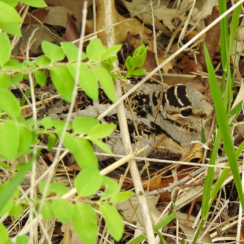 American Woodcock on her nest near the park’s Prairie Trail. / Photo by Janet Malotky