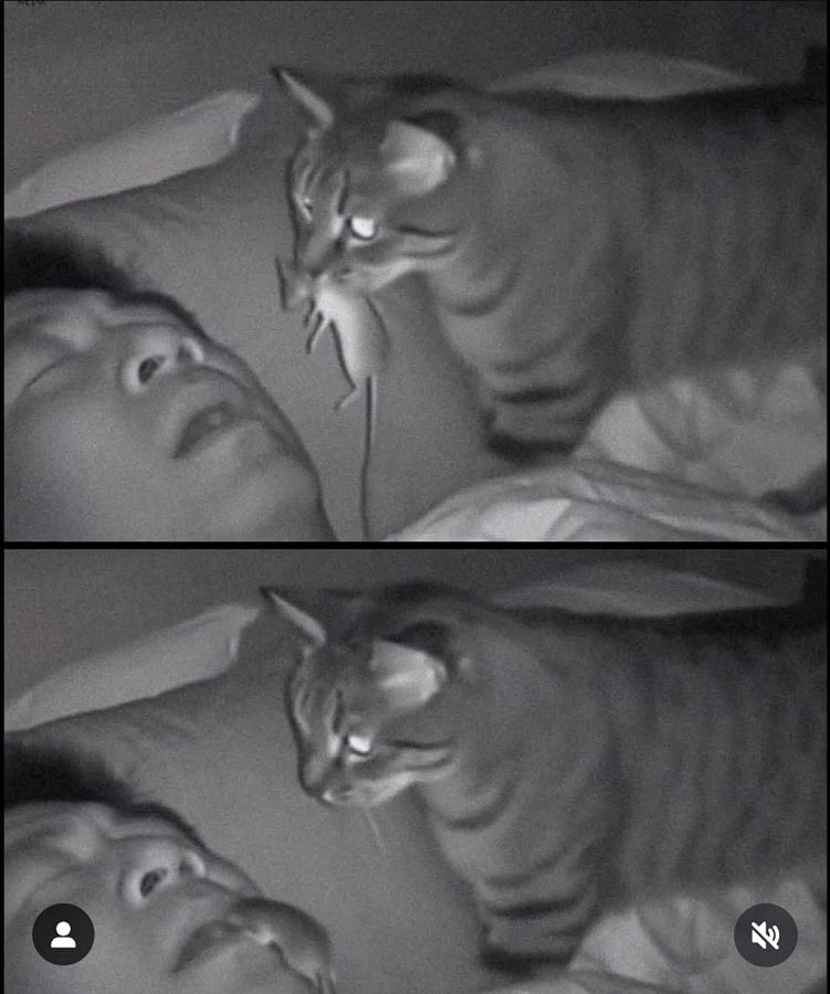 2 photos taken from a night-vision camera pointed at a man's bed. The first photo shows him sleeping on his back with his mouth slightly open. His cat is approaching with a mouse in its mouth. In the second photo the cat has dropped the mouse onto the man's face, and it looks like it is either sniffing at his mouth or preparing to climb into it.