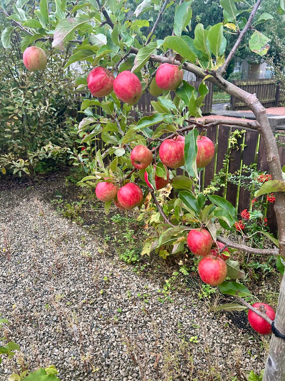 Red flushed apples are hanging from a young tree in a gravel garden. Image by Rowan Ambrose.