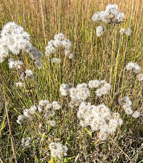 False boneset, Brickellia eupatorioides, is unassuming in appearance, but as a late-blooming member of the aster family, it is an important source of nectar for fall butterflies, including monarchs, bees and other insects. It has a tap root up to 17 feet long, which makes it drought- and fire-resistant. It spreads by seed, not aggressively, but if a prairie is summer-burned regularly, it will increase its presence over time. / Photo by golddaylight on Rattlesnake Bluff, October 27, 2025, on iNaturalist.