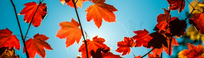 Red fall leaves with a sunny blue sky behind them