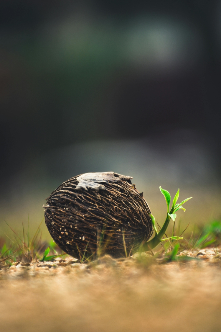 a sprouting seed of the Cerbera odollam tree on ground. the seed is large relative to the sprout. it is brown, with a deeply grooved surface