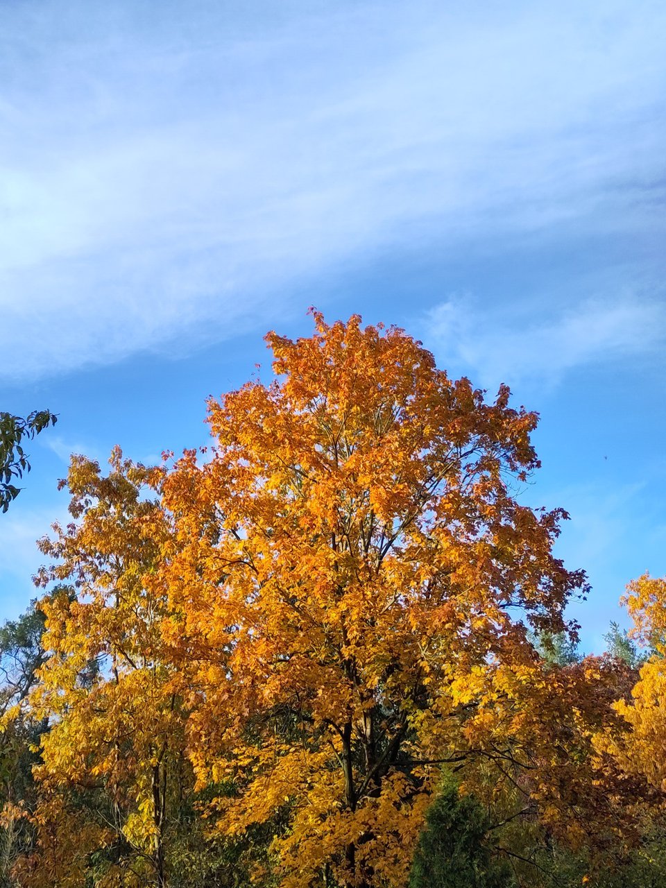 Gelb-Orange leuchtende Blätter in der Krone eines Ahornbaumes vor größtenteils blauem Himmel.
