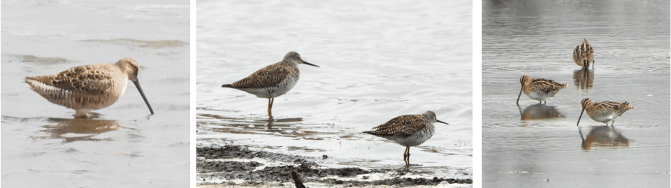 From left: Long-billed Dowitcher, / Photo by Janet Malotky; Greater and Lesser Yellowlegs, Wilson’s Snipes / Photos by Steve Dietz