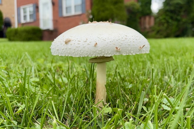 White capped mushroom in a lawn