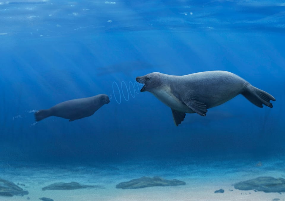 Underwater, Seals Can Hear You Bark