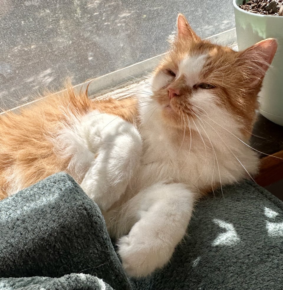a fluffy orange and white cat dozing guiltlessly in a sunny window