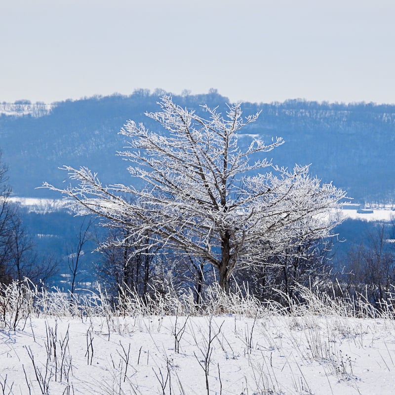 Will we see fresh snow and frost in February? Hope so! This winter’s brown landscape is getting old, eh? / Photo by Steve Dietz