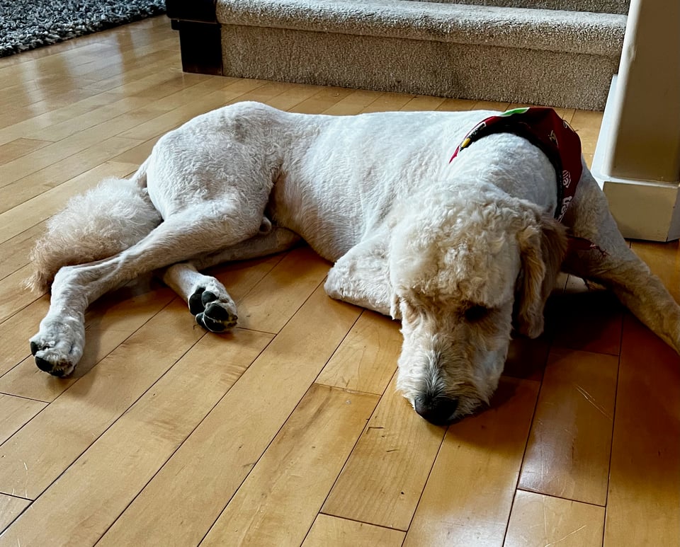 A golden doodle dog lays on the ground looking sad. He's shaved quite close.