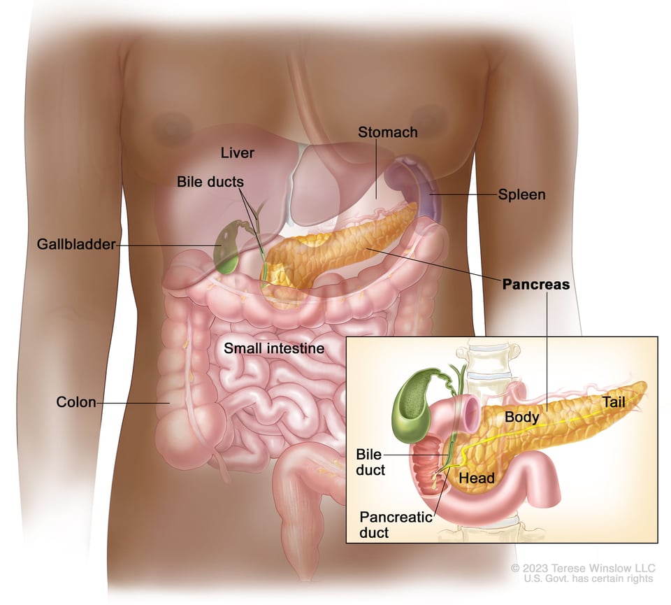 anatomy of the pancreas