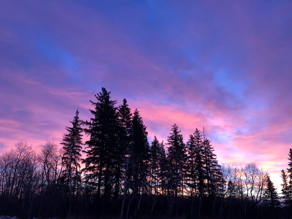 Tall dark evergreens silhouetted against purplish pink clouds with blue sky peeking through