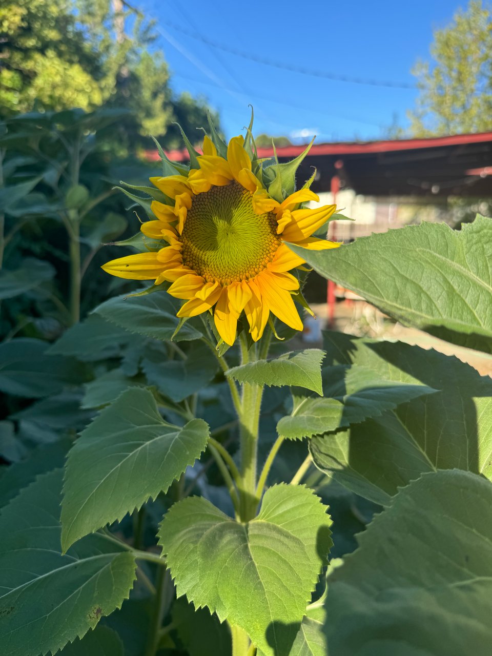 cute yellow sunflower
