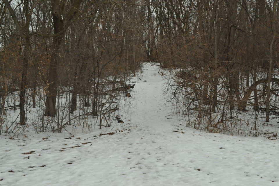 A snowy trail leads, slightly uphill, between spindly, wintry trees.