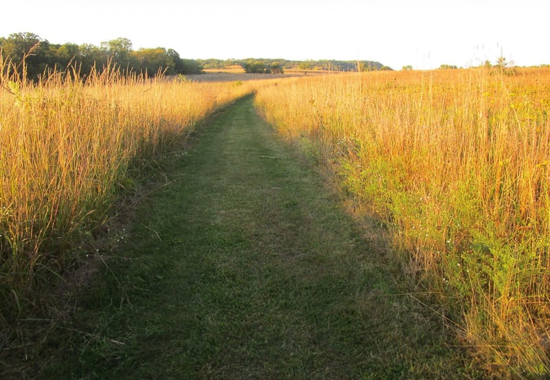 One of the reasons fall is so bewitching is the dramatic change in the slant and quality of light throughout the day. Morning and evening walks on Frontenac State Park prairie trails provide dramatic examples, changing every day. And nothing turns prairie grass more golden than the sideways sunlight of fall mornings and evenings. / Photo by Pamela Miller