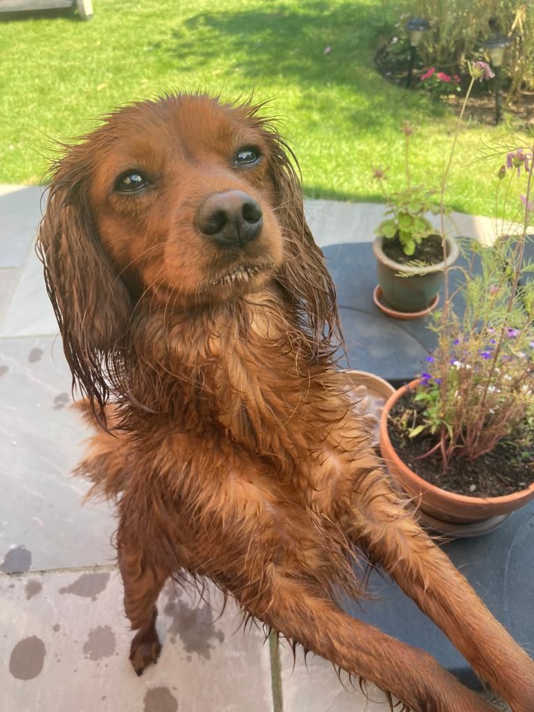 Radio is wet from being hosed down.