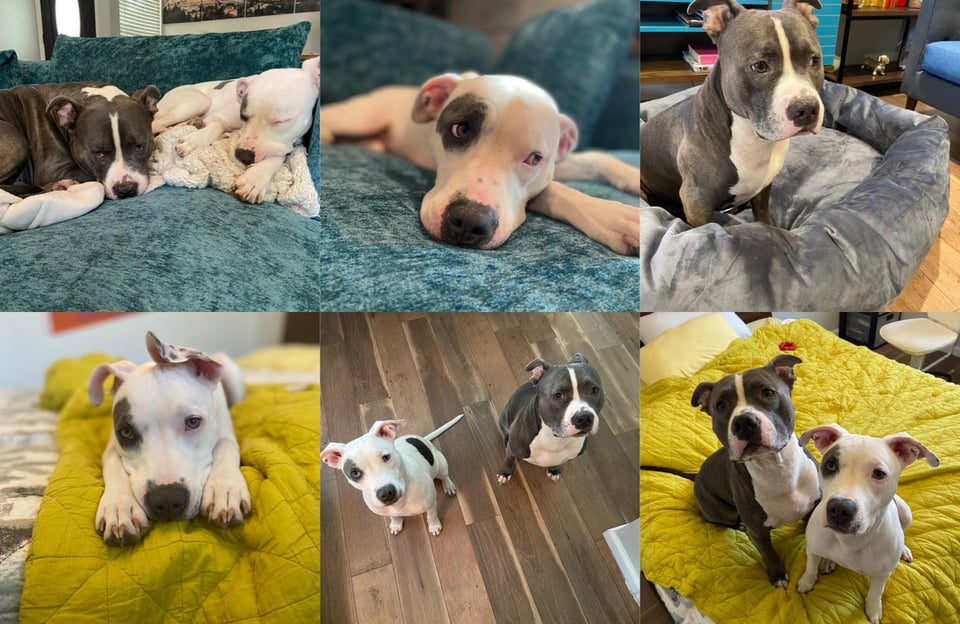 image description: a collage of 6 photos of 2 Pitbull dogs, Bogus (dark grey) and Zoey (white)