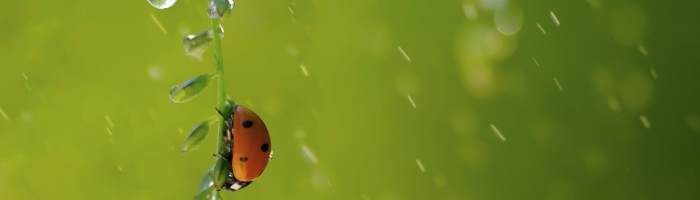 a ladybug on a leaf in the rain