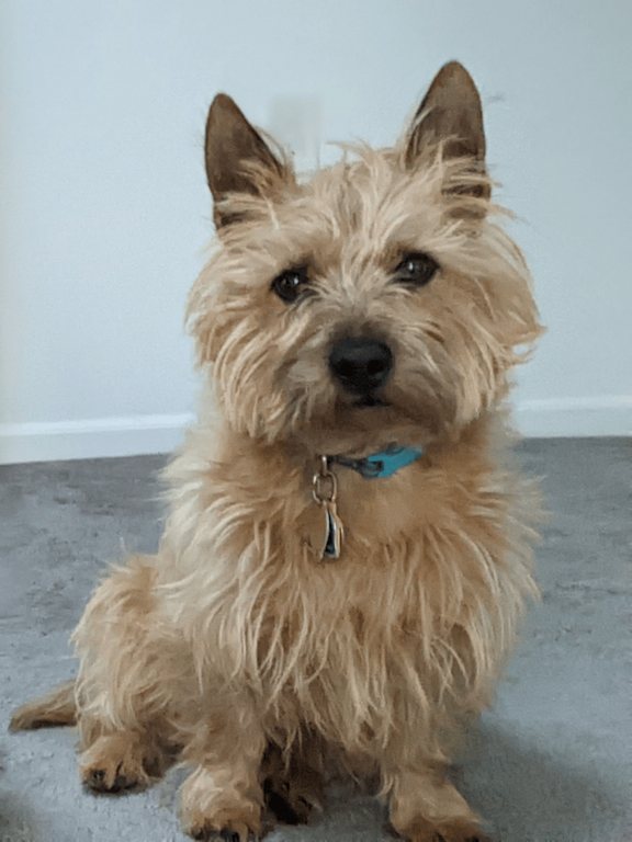 a light tan small dog with fluffy hair and brown eyes and a teal collar. The dog's ears are standing up.