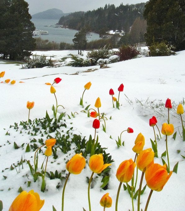 tulips in the snow