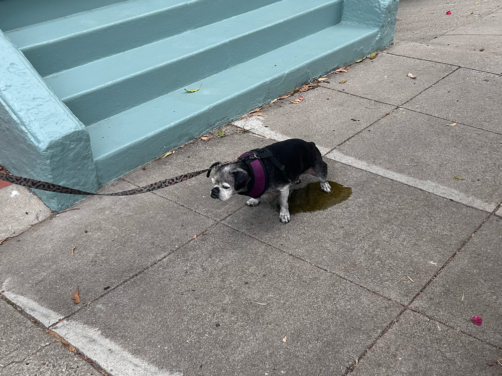 Rupert peeing on my neighbor's steps. Technically, he's peeing on the sidewalk, which is communal space. Rupert is part of the community.