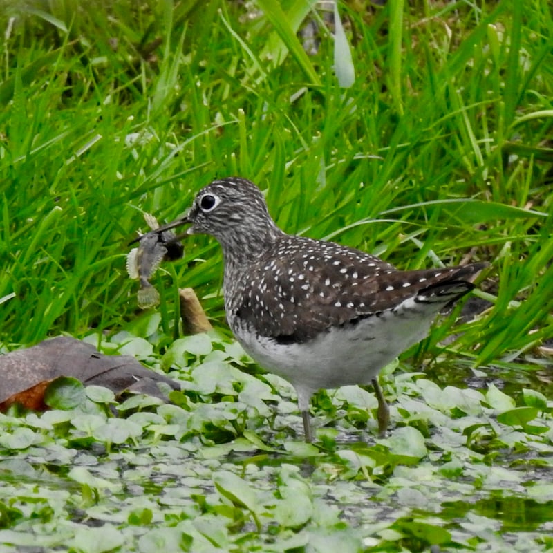 It's hard to believe, but fall migration begins in June (!) for some shorebirds, like this Solitary Sandpiper. You can catch them on the shore at Sand Point, if you're lucky. / Photo by Steve Dietz