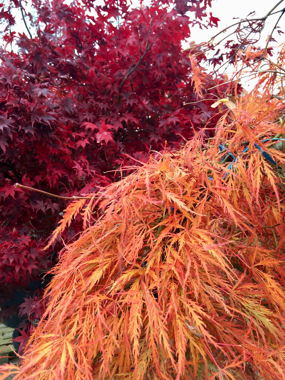 Rich golden orange, finely cut leaves on one acer, with another deep red acer behind