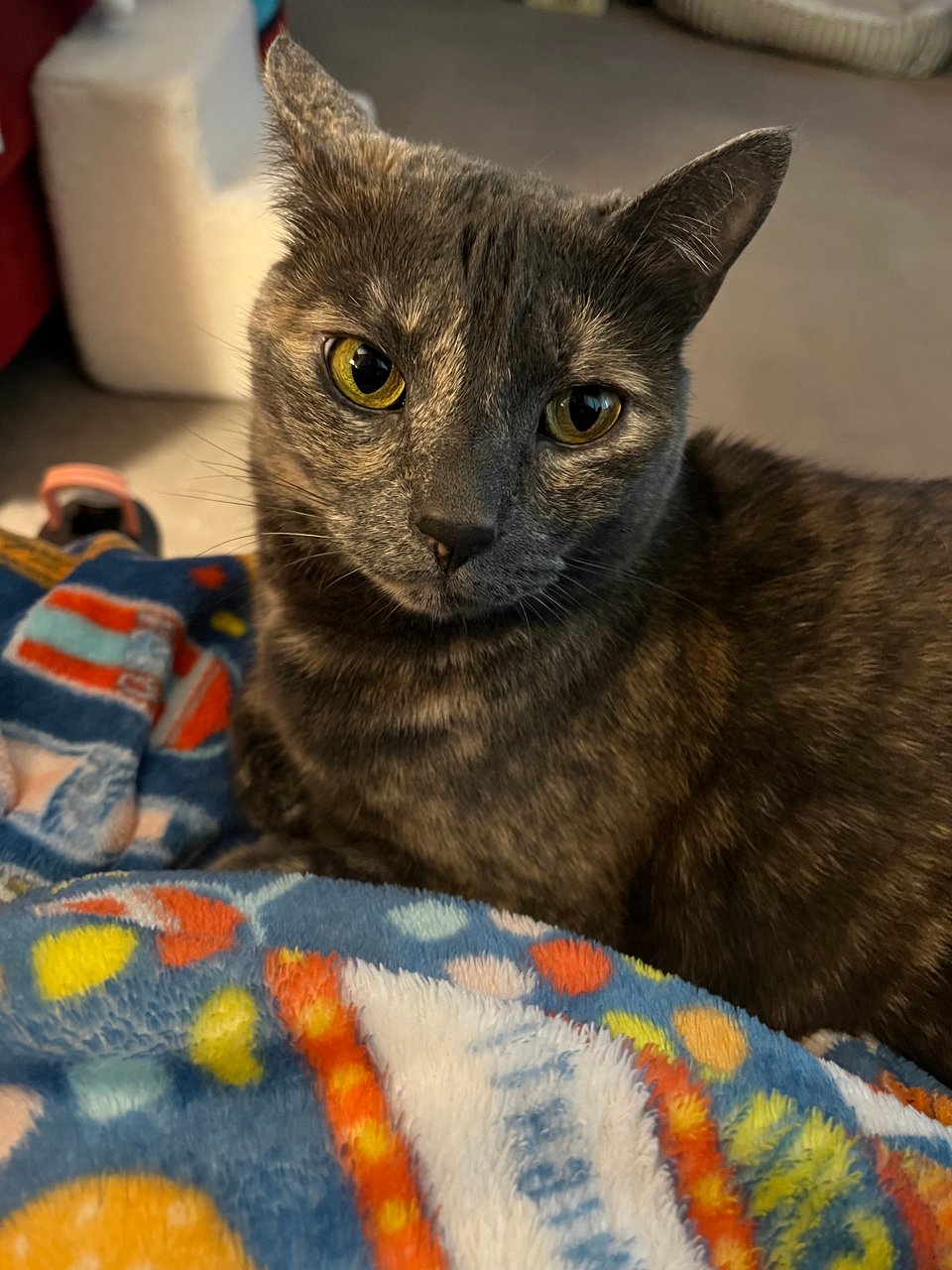 Minerva, who is a dilute tortoiseshell cat—gray with swirls of cream that isolate her eyes and mark circles down her body, with yellow-greenish eyes—glares at the camera. That's the word for it; she's clearly very grumpy about something, with her mouth fully closed, one ear alert and the other facing forward.