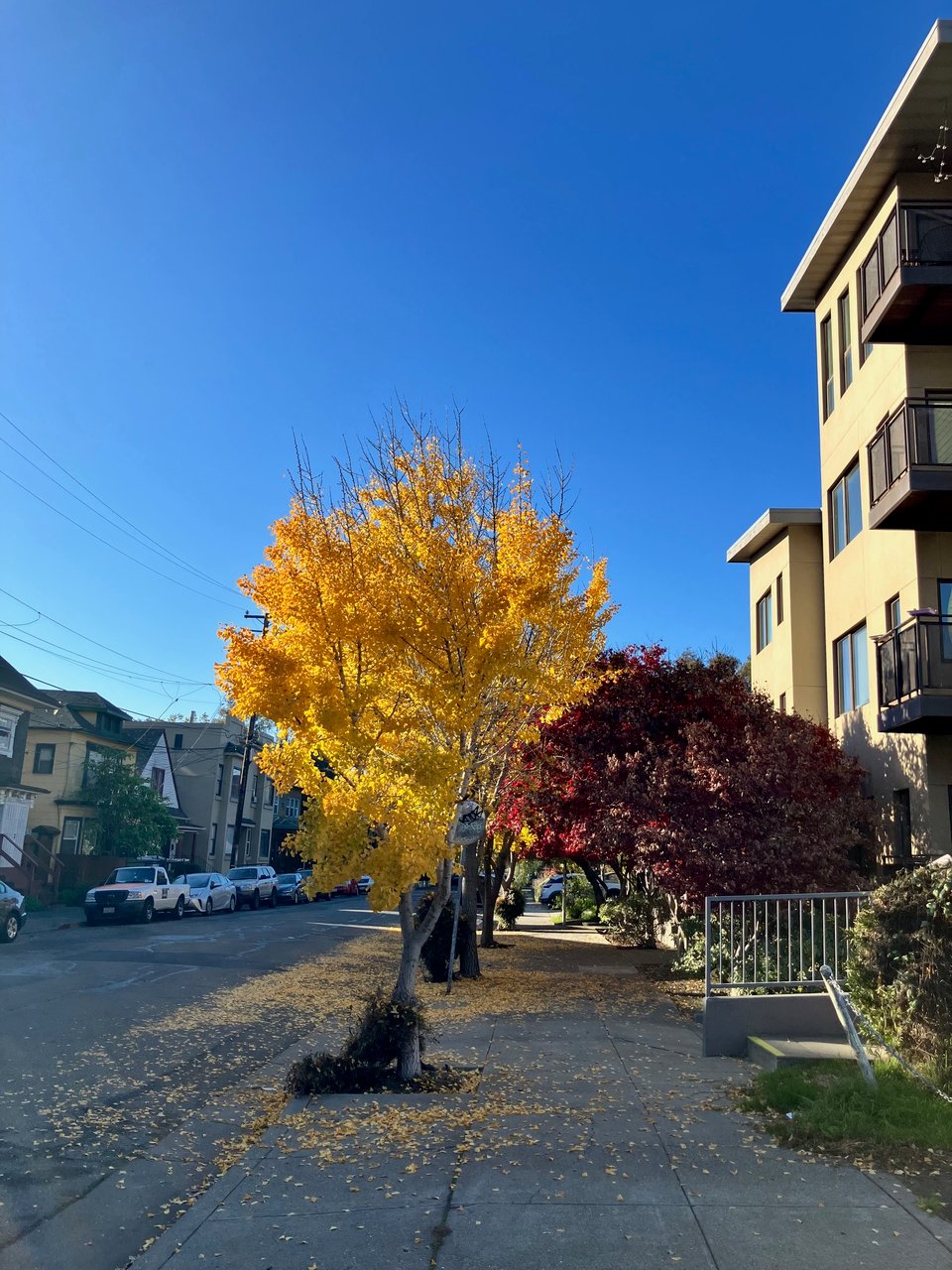 A bright gold ginkgo tree on a sidewalk.