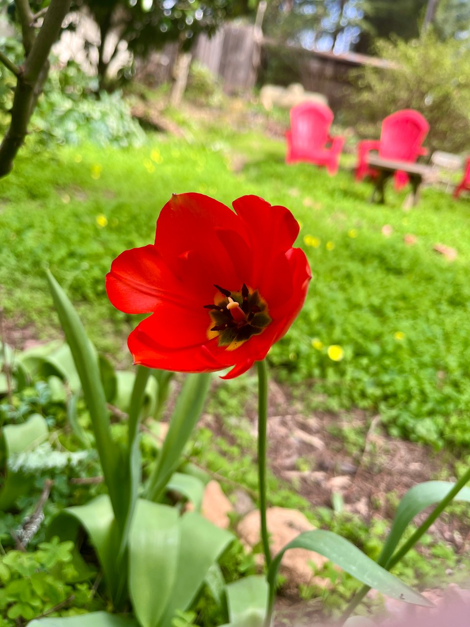 one open red tulip flower in a garden bed