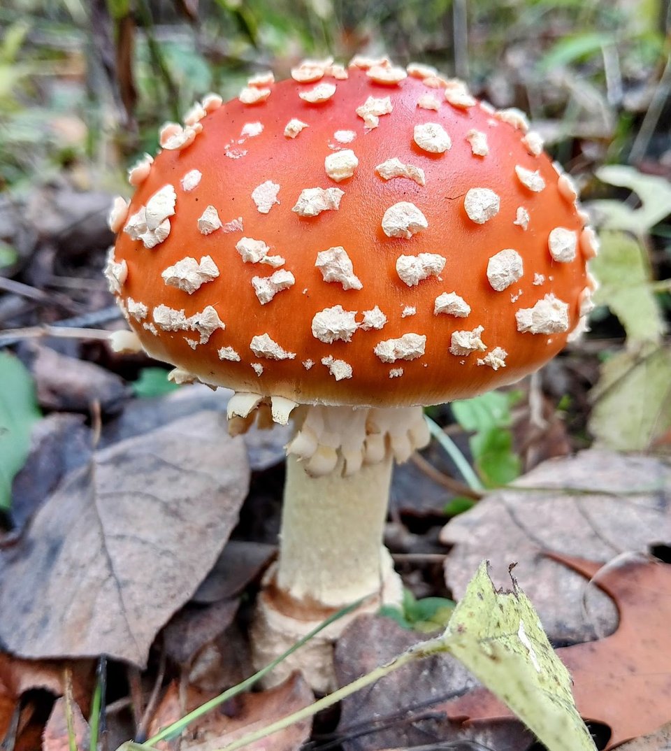 A red Amanita muscaria. Yes, the iconic mushroom you see in so many Christmas tableaus exists in nature, too, even here. It’s poisonous, but gorgeous. / Photo by Jake Gaster