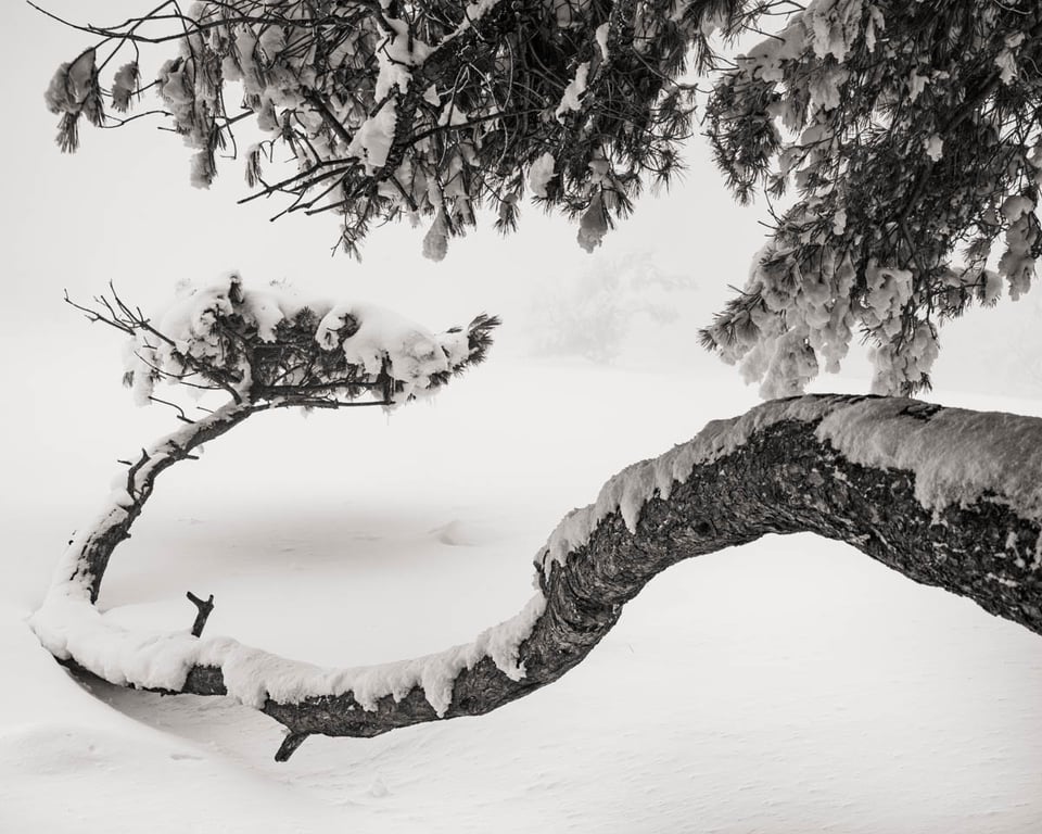 - Cody Schultz-4.jpg