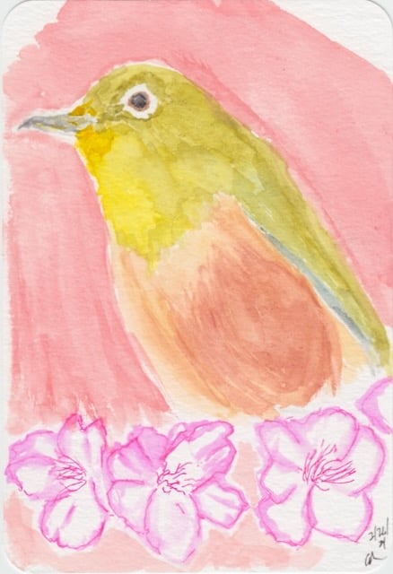 watercolor postcard of a Japanese White Eye bird, against a pink-orange background, with some cherry blossoms near the bottom of the picture