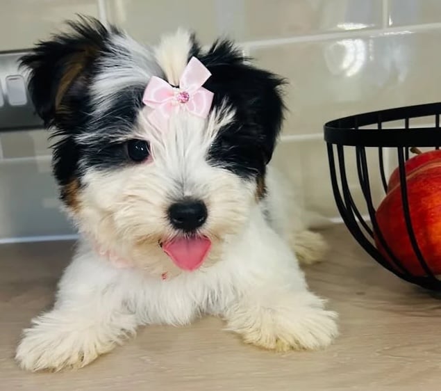 A cute tiny dog next to a fruit bowl.