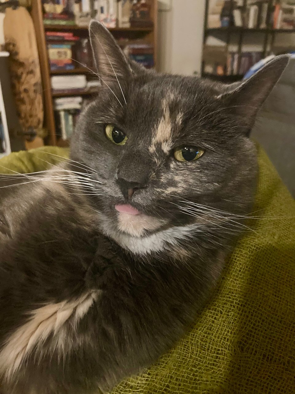 photo of a gray dilute tortie cat laying on a green throw blanket. her tongue is slightly out.
