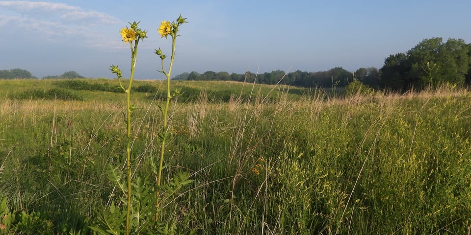 The beauty of Frontenac State Park’s prairie will serve as inspiration for next year’s Prairie Dreams nature quilts display. Above, a compass plant rises among native prairie grasses. / Photo by Steve Dietz