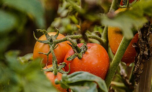 Ripe tomatoes on the vine