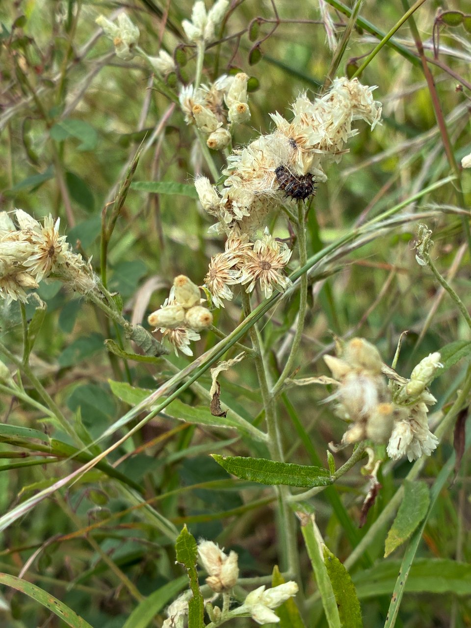 Caterpillar on white flowers surrounded by green foliage.
