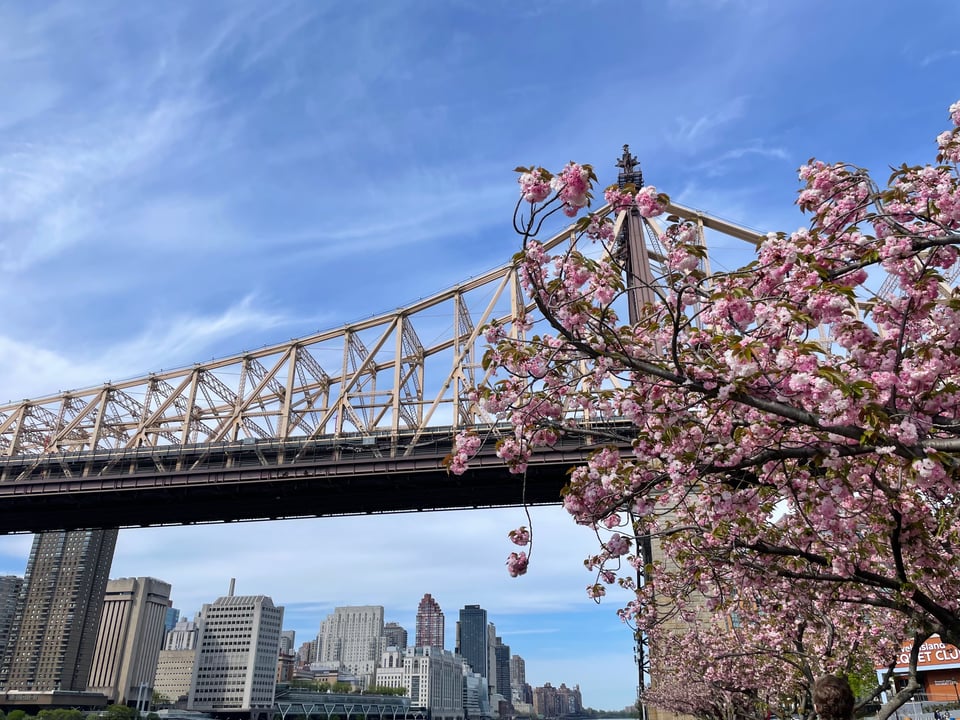 cherry blossom tree in front of a bridge and skyline