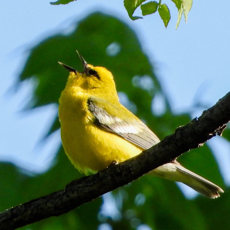 Blue-winged Warblers can be spotted in overgrown old fields and brushy swamps, often near forested areas. Listen for its high-pitched, insectlike beeeee buzzzzz. / Photo by Steve Dietz