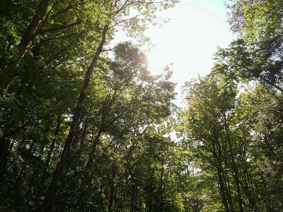 The sun shining through the trees.