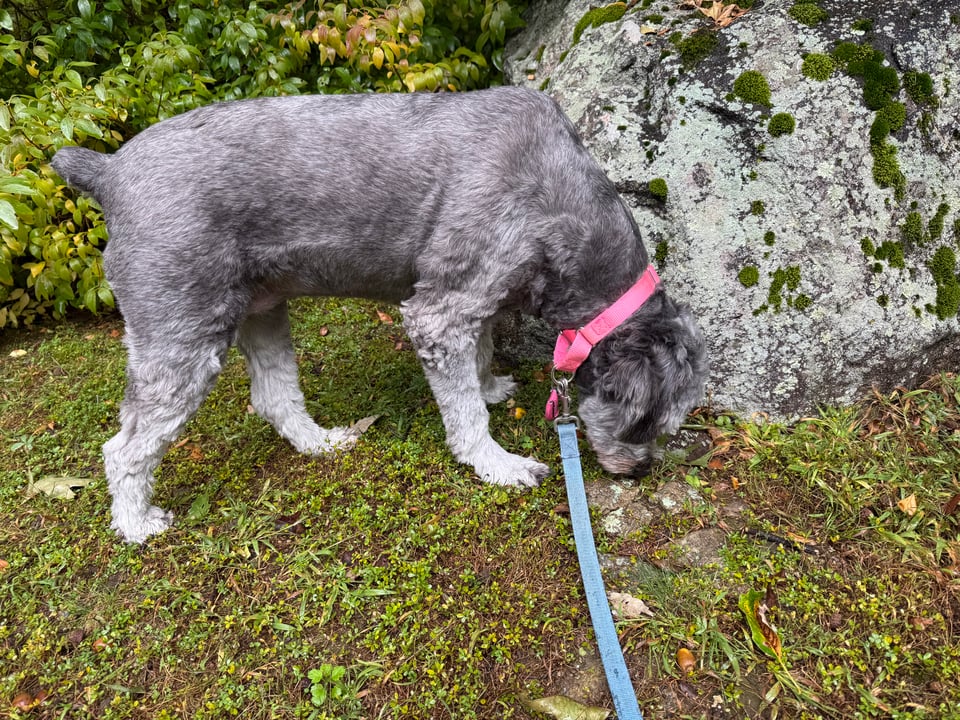 photo of gray aussiedoodle with a pink collar sniffing the grass in front of. a lichen- and moss-covered boulder, with green forsythia in the background