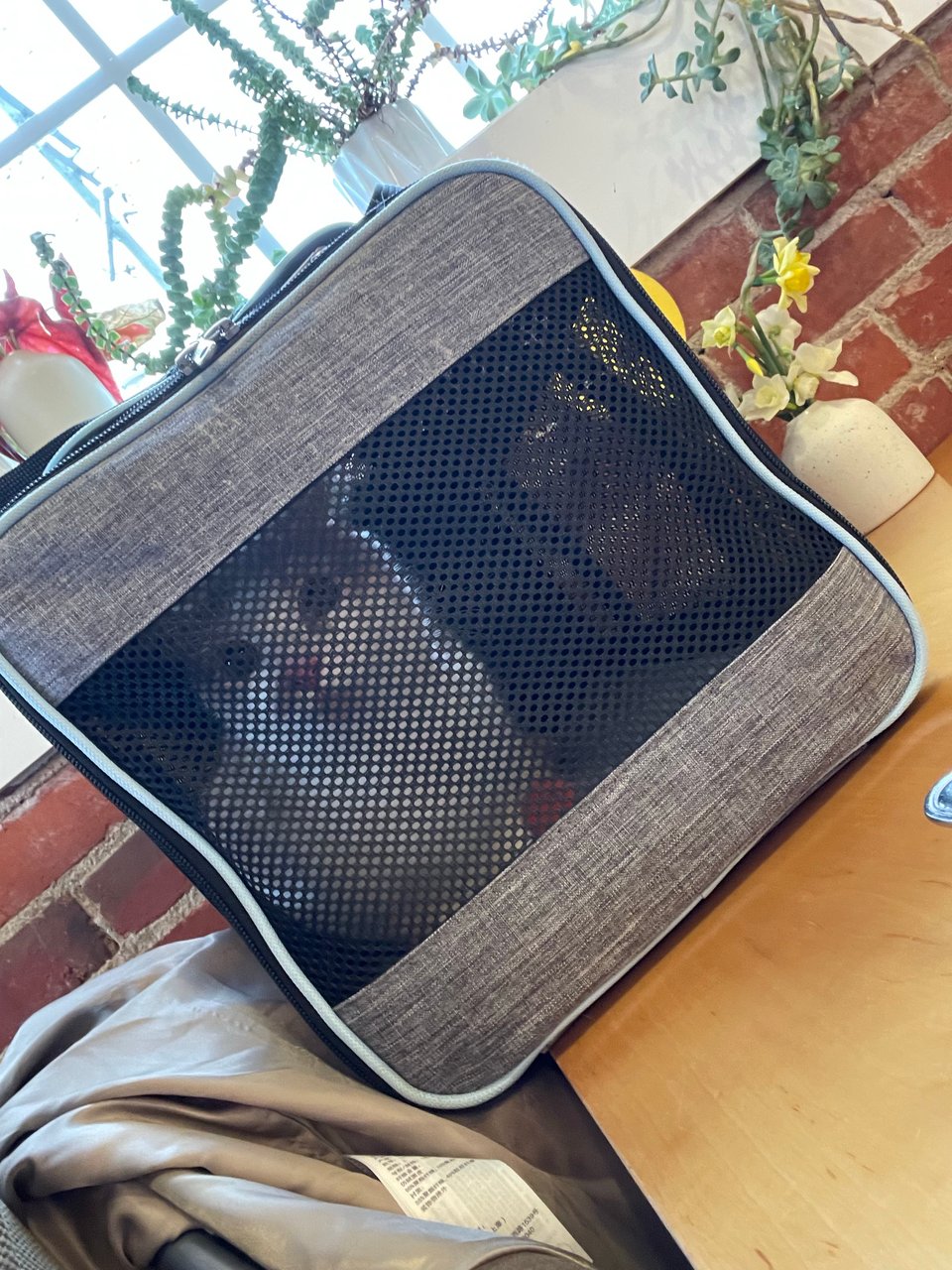 Timmy stuck not loving his carrier