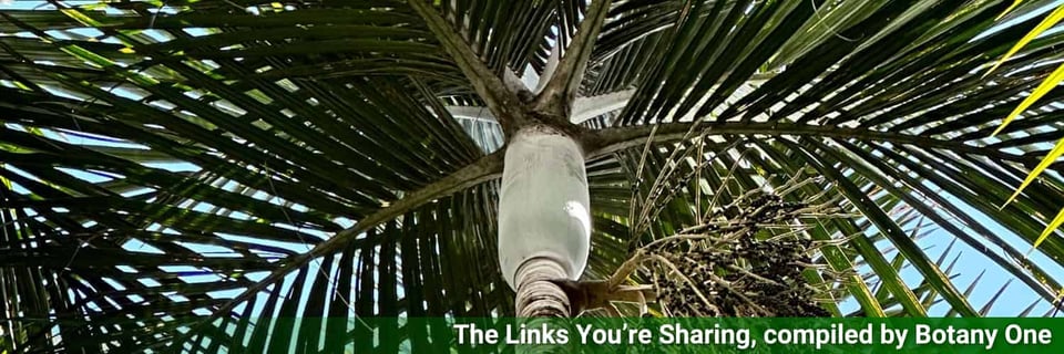 A view of a palm tree from underneath