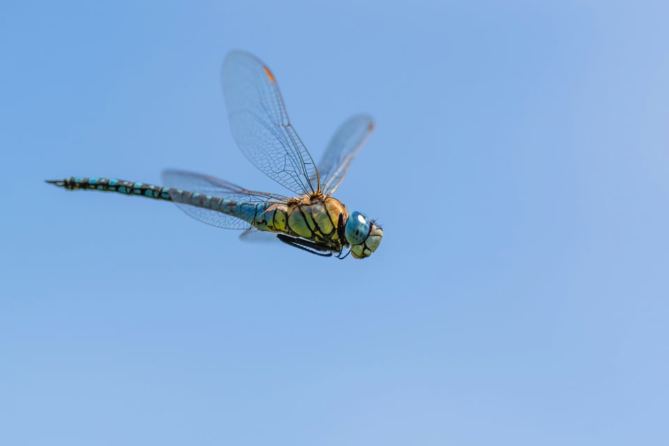 A green and yellow bodied, blue tailed, blue eyed dragonfly photographed in flight against a light blue patch of sky.
