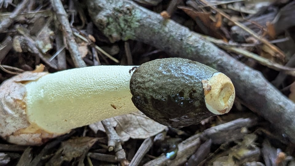 A white mushroom shaft with a grey sticky-looking tip, which might be a stinkhorn.