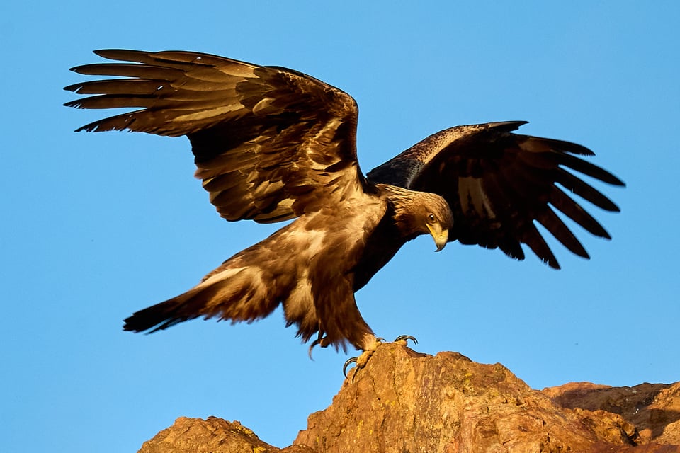 A sunlit eagle with wings outstretched