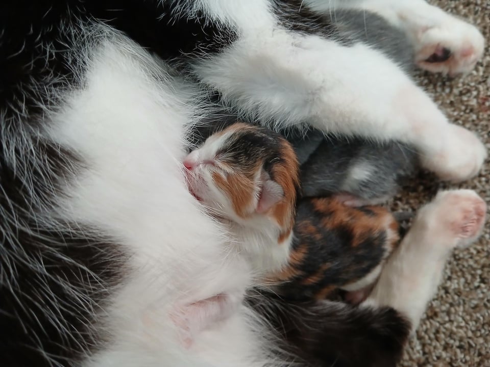 A newborn calico kitten sleeping on her mom, with a sibling scrunched in under mom's legs partly visible