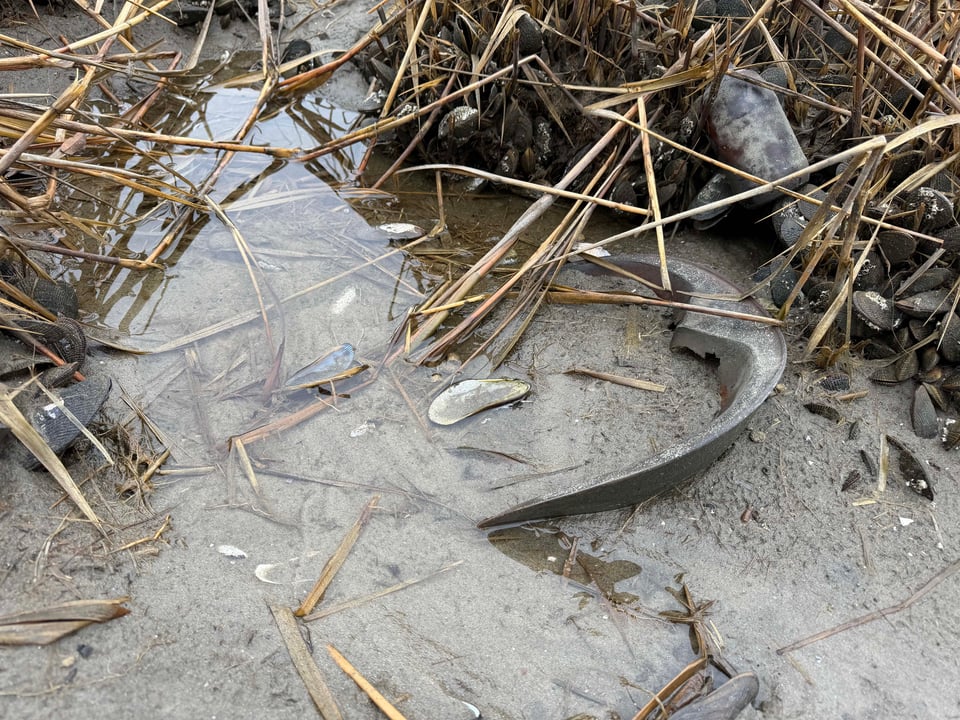 the empty carapace of a horseshoe crab